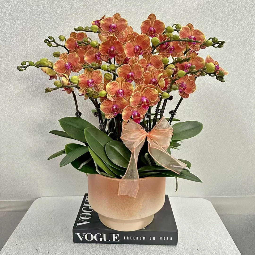 蝴蝶兰《金吉利》 橘色系 蜡质花 耐开好养 轻奢高级 室内花花