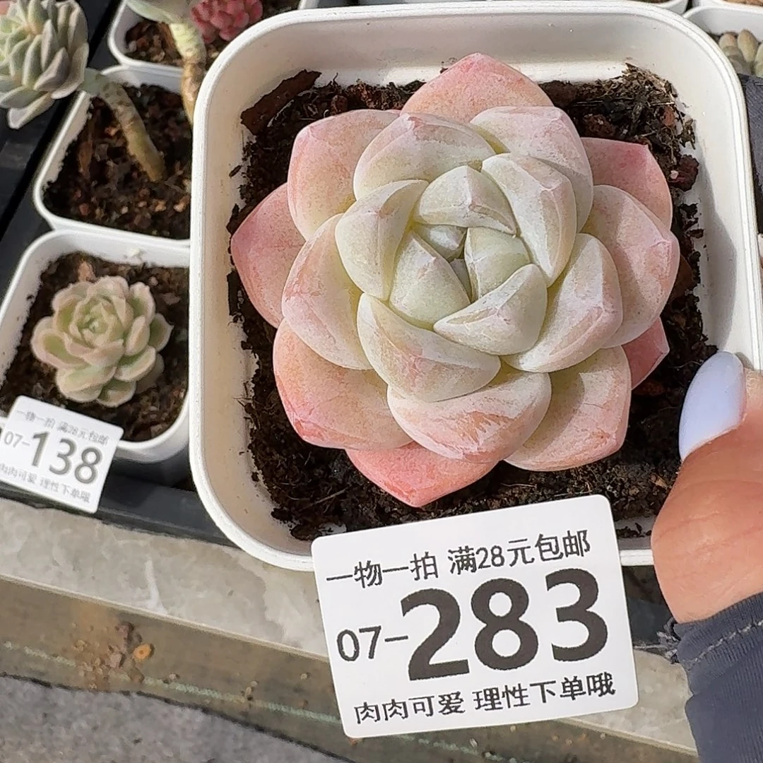 冰玉无盆土发货无