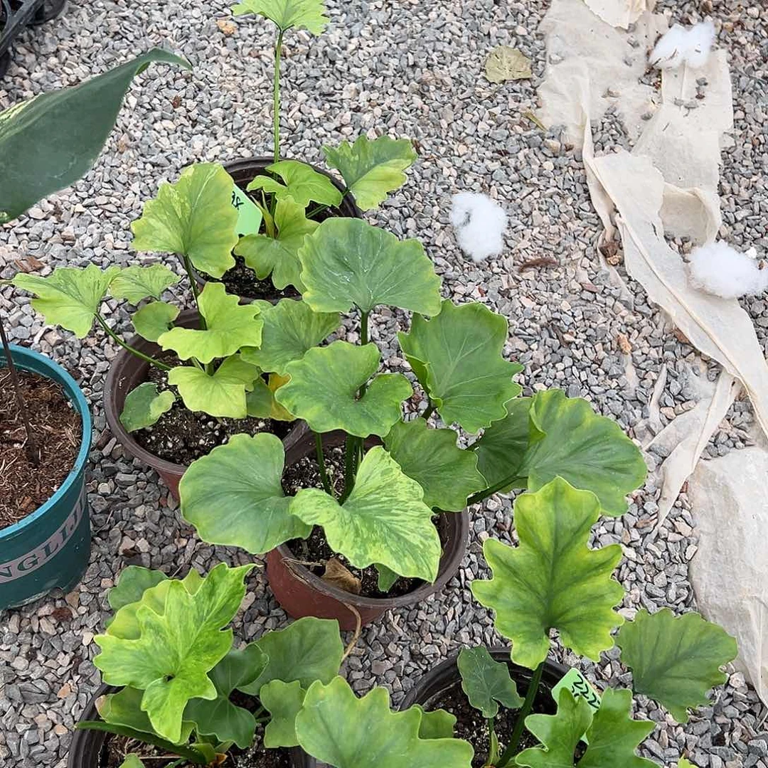 完全开放春雨锦222随机发货不售后