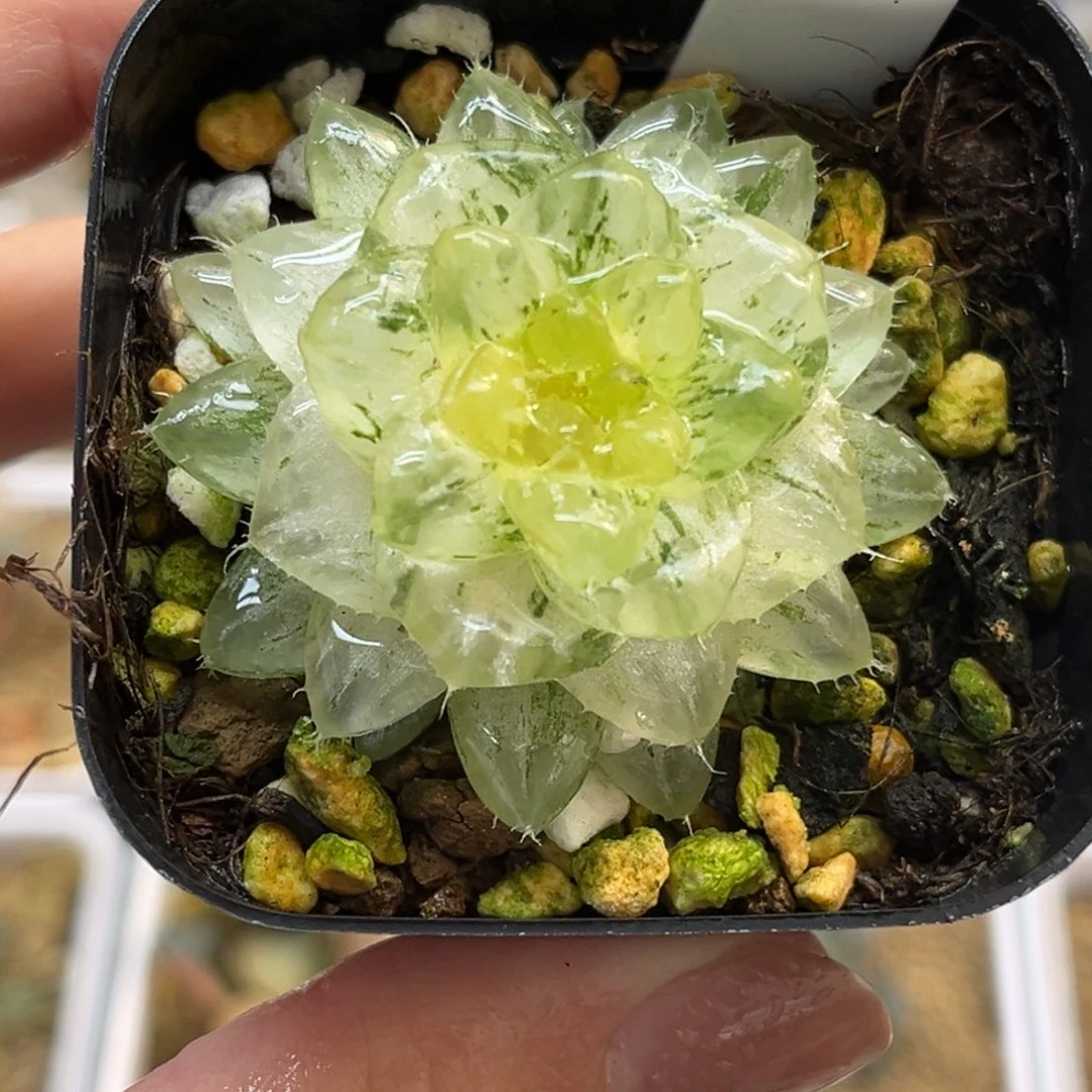 16翠云锦福利专场