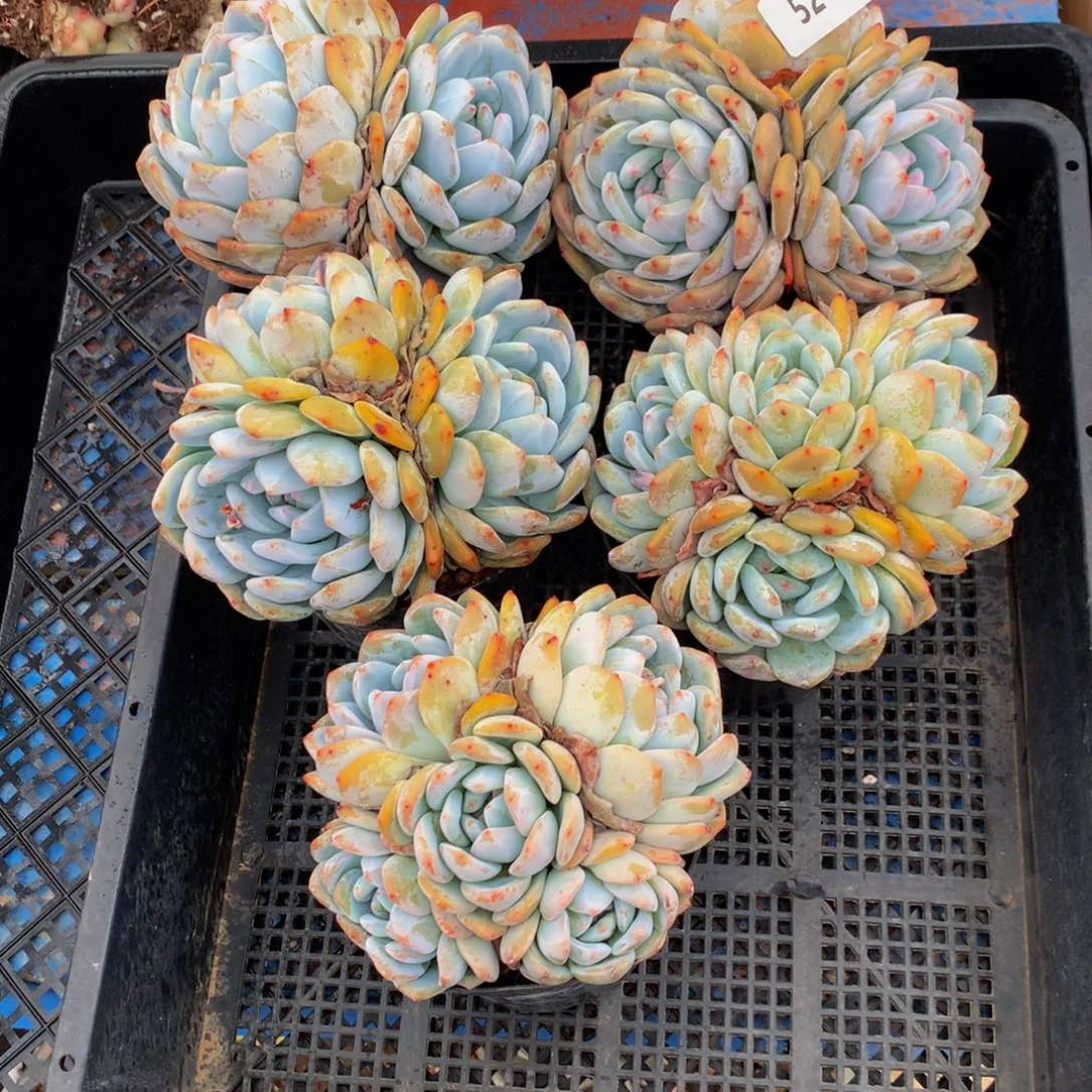 52443五个嗯嗯嗯嗯好喜欢