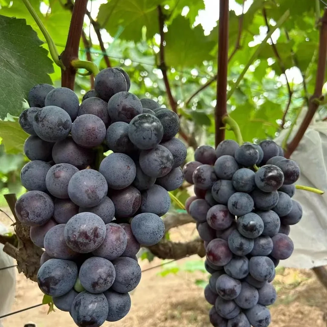 现摘夏黑葡萄酸甜可口 顺丰发货