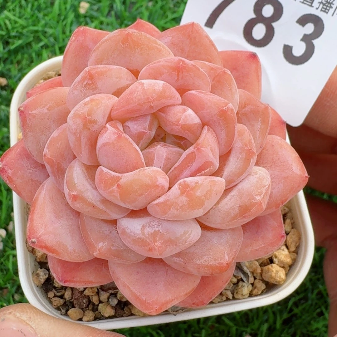 冰魄         多肉植物