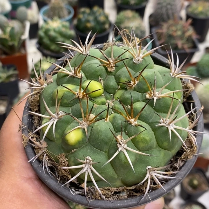 实生天子玉锦特价福利