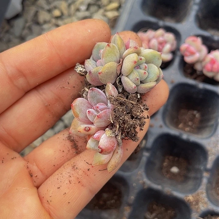 加***糕一物一拍满18包邮