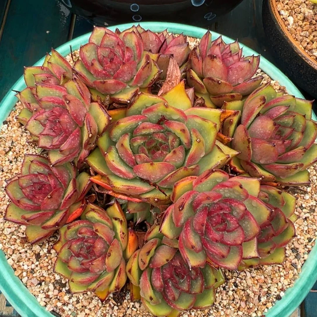 从前慢多肉精选编号0609.77777