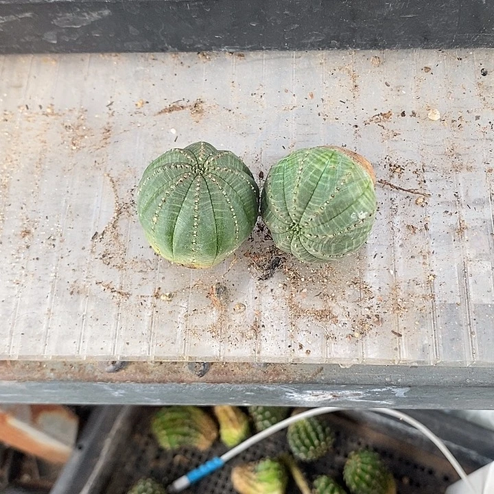 两颗欧布，一物一拍