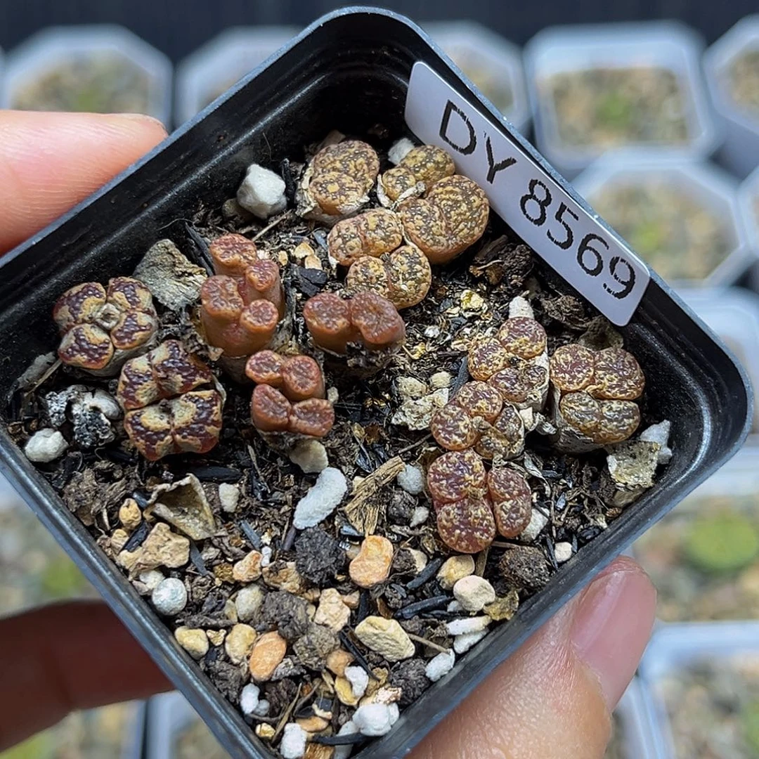 一物一拍勋章8569