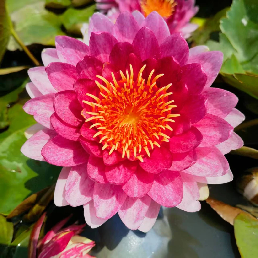 睡莲带花带花苞发货（纳塔蒙）