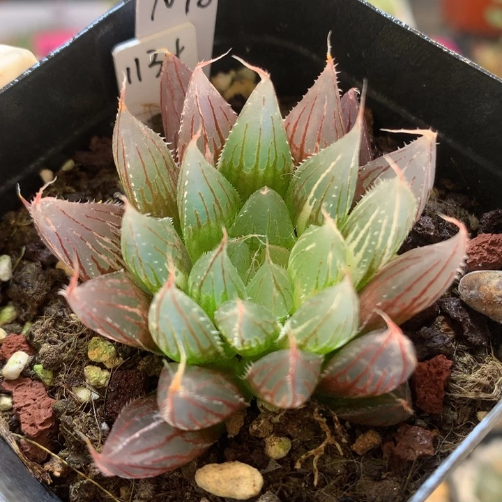 大卫针管玉露锦带盆土