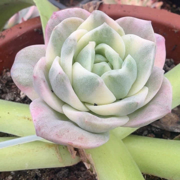 彩锦可爱玫瑰锦带侧芽