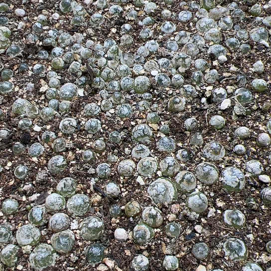 【闪购商品】288 双11福利 一箱