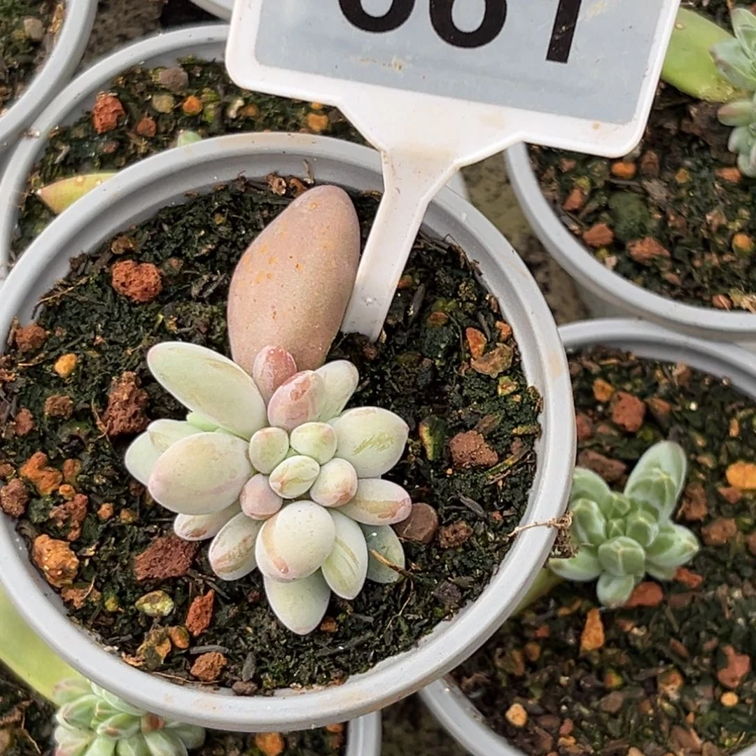 多肉植物企鹅群661