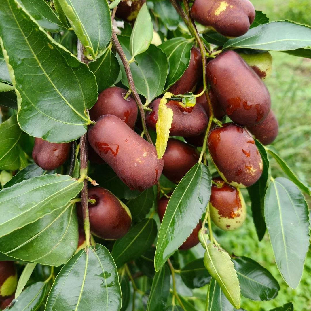 太谷壶瓶枣  皮薄肉厚  顺丰京东包邮个大核小  3斤装  小果