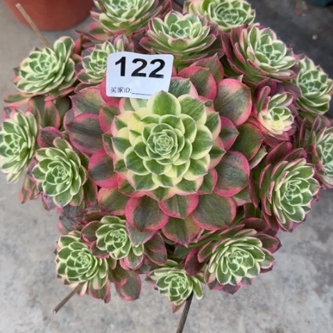 122海王22厘米左右