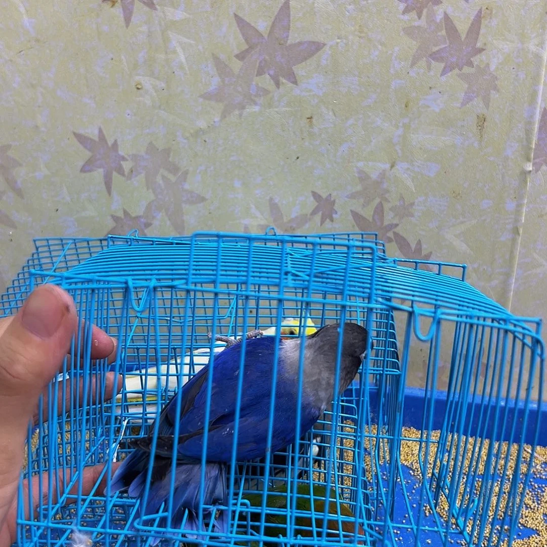 桃脸牡丹鹦鹉微瑕牡丹一只130