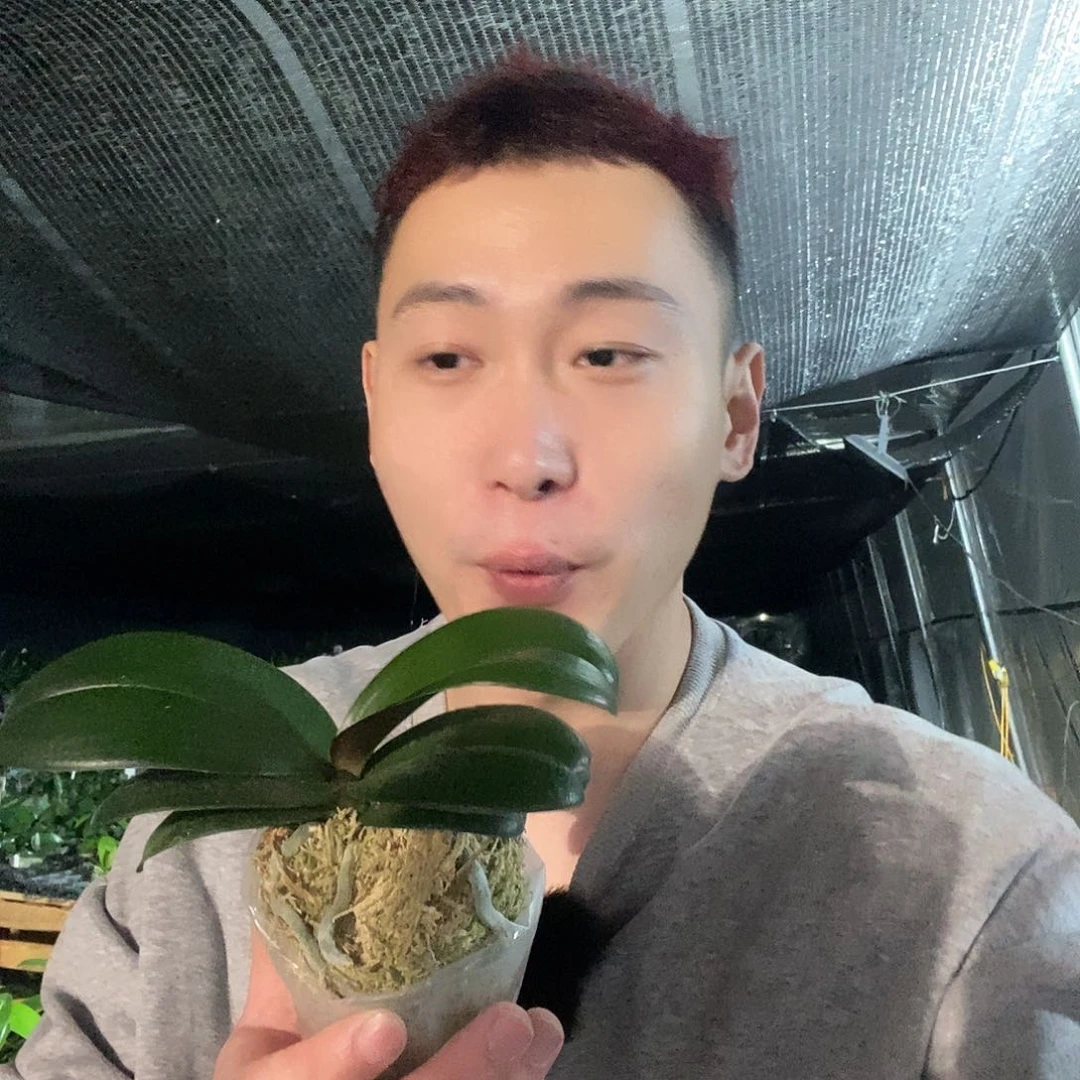 无花朵樱兰蝴蝶兰