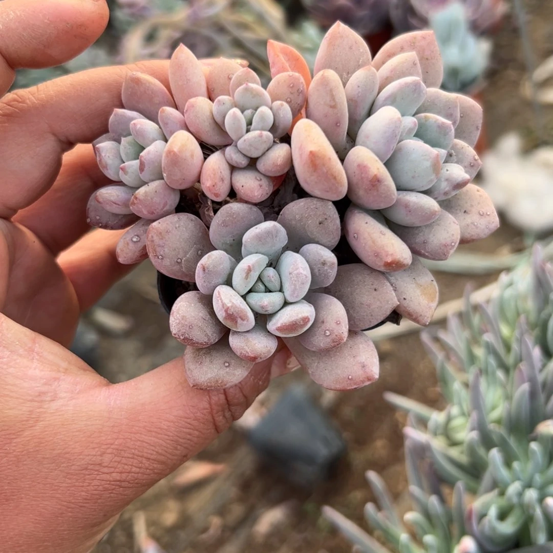 多肉植物多肉植物