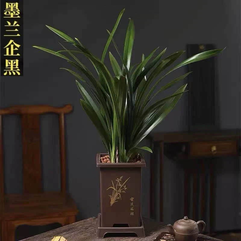 墨兰企黑   浓香好养古风花盆栽好6-8株苗室内阳台兰花盆栽