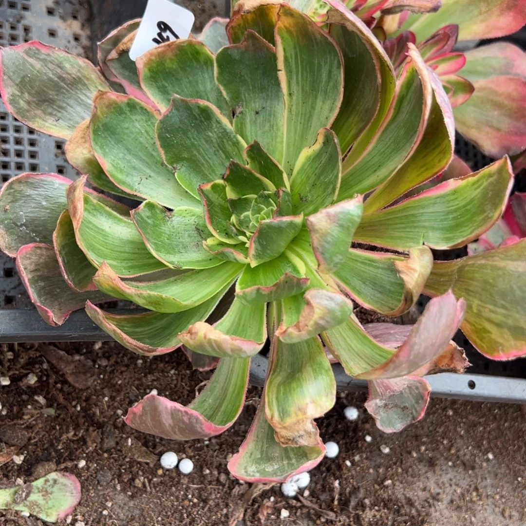 49恶魔之眼多肉椅子