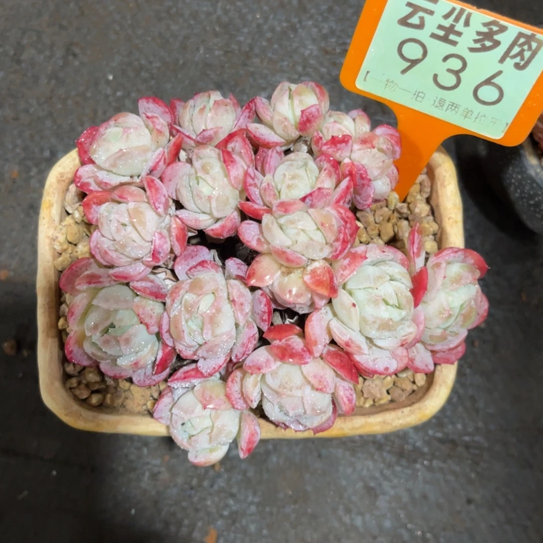 波****云尘多肉一物一拍不含盆936