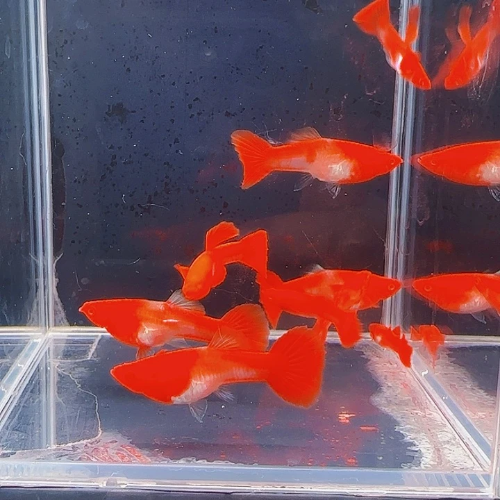 孔雀鱼双分水3对6条送1备损