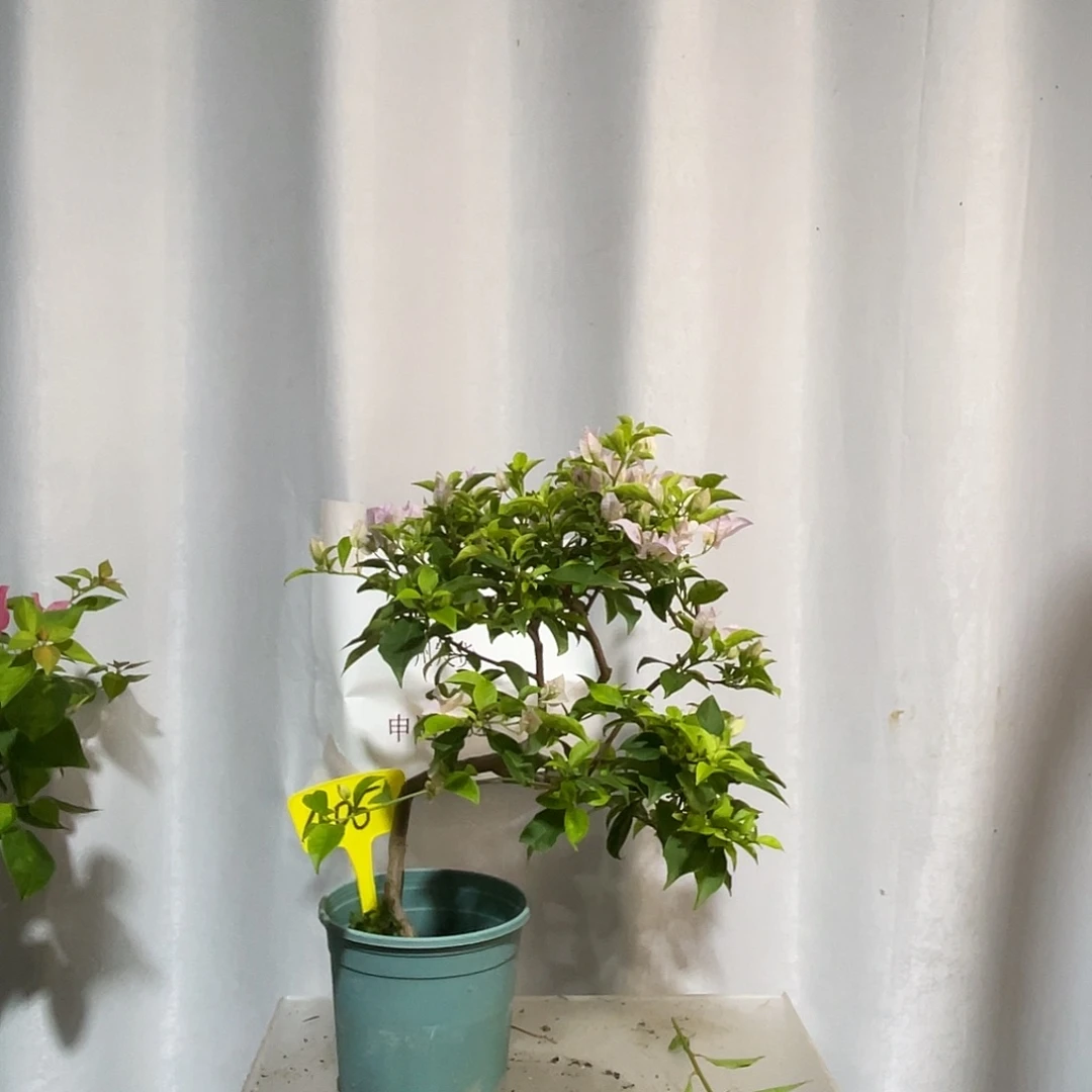 当前无花栽培后可以开花405苹果花扦插