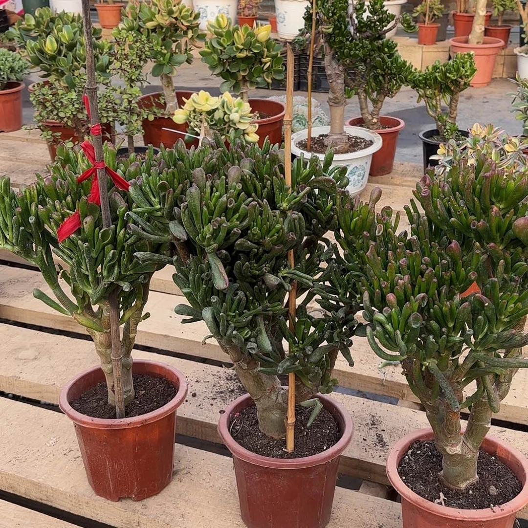 1418三颗吸财树带土球发