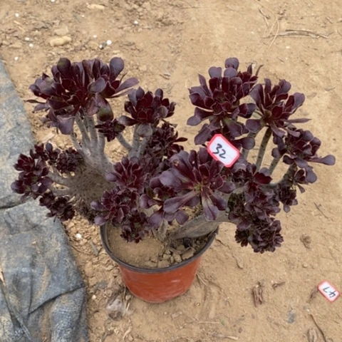 黑法师缀一物一拍