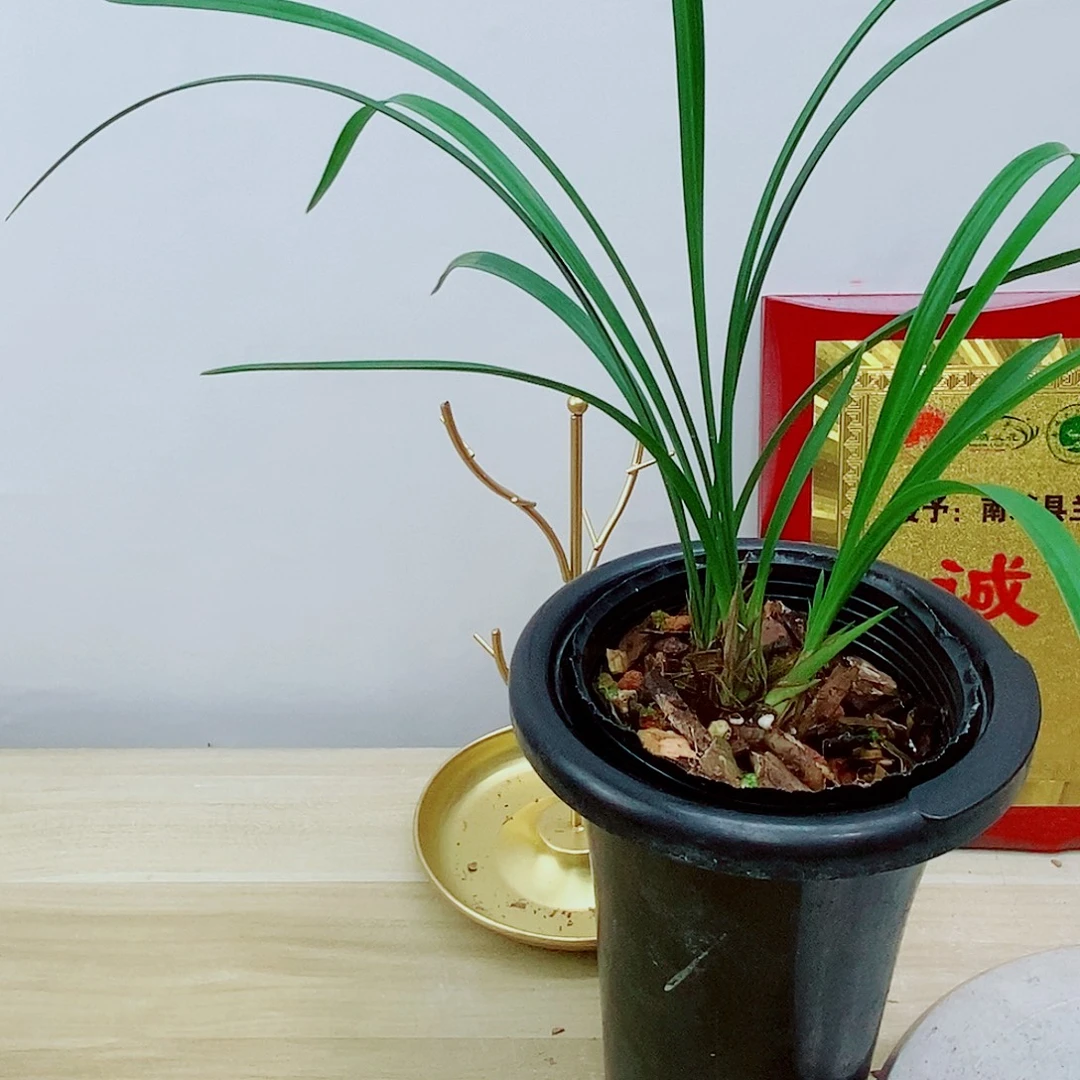 当前无花栽培后可以开花