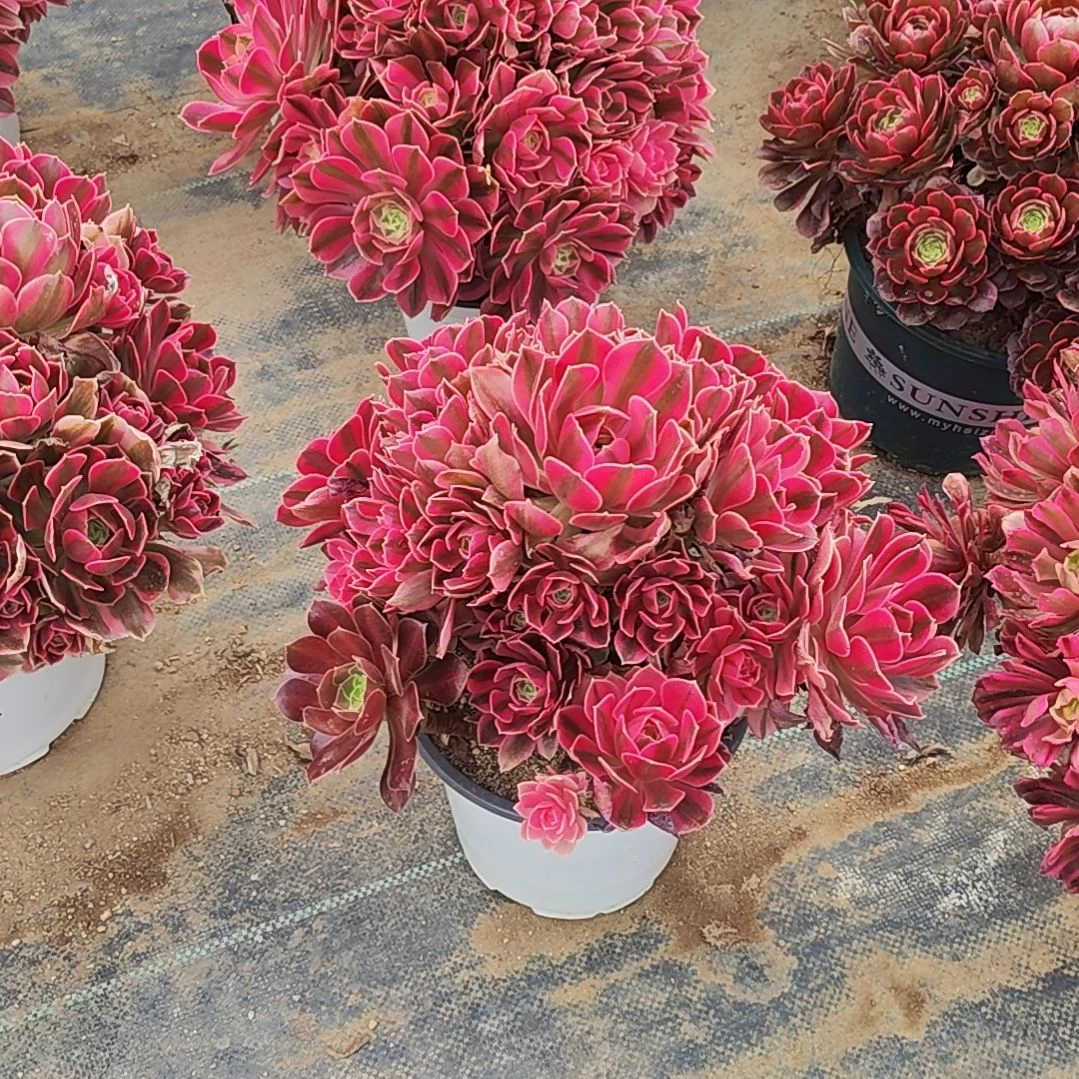 15女巫法师故事法师故事法师