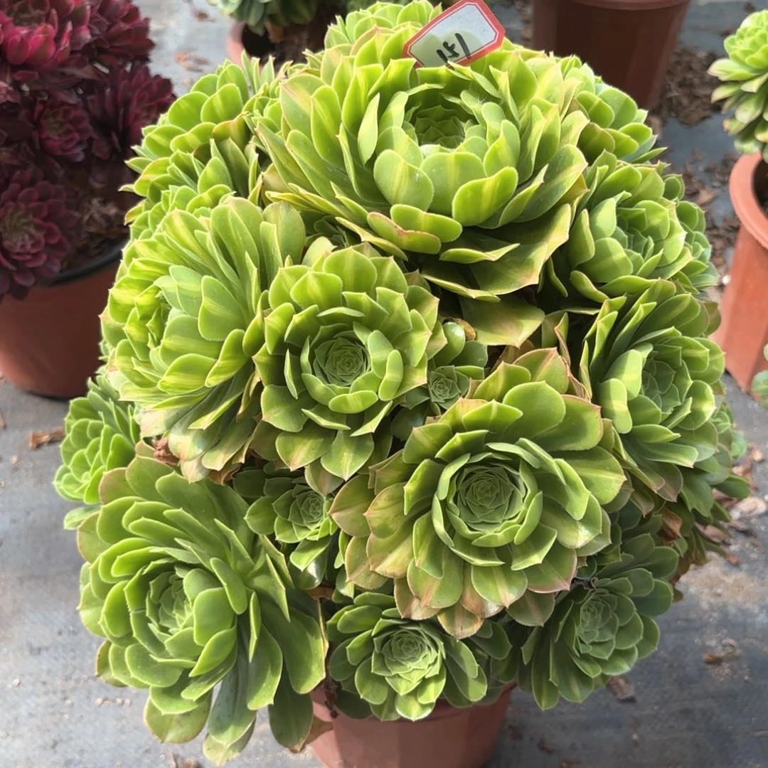 无花朵151翡翠琉璃多肉植物绿植