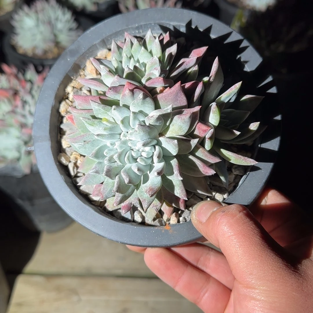 预*20250204多肉预定107