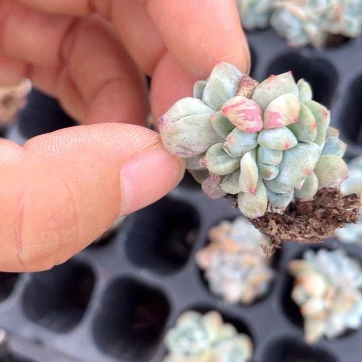 嗯*。一我一拍星影群7头