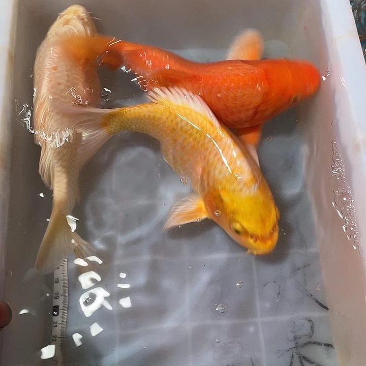 蝴蝶鲤鱼渔场直发69