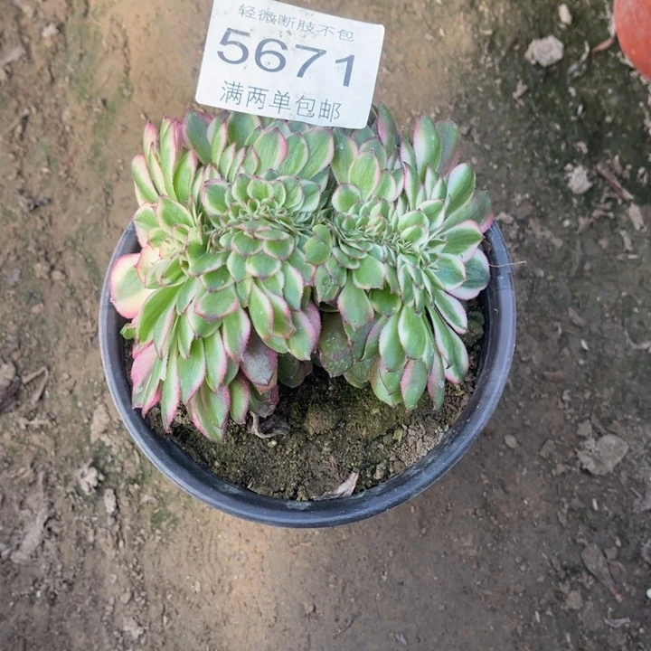 5671倾城缀的人多肉的