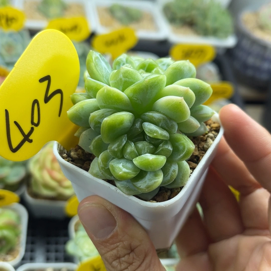 财富密码双头403可拍