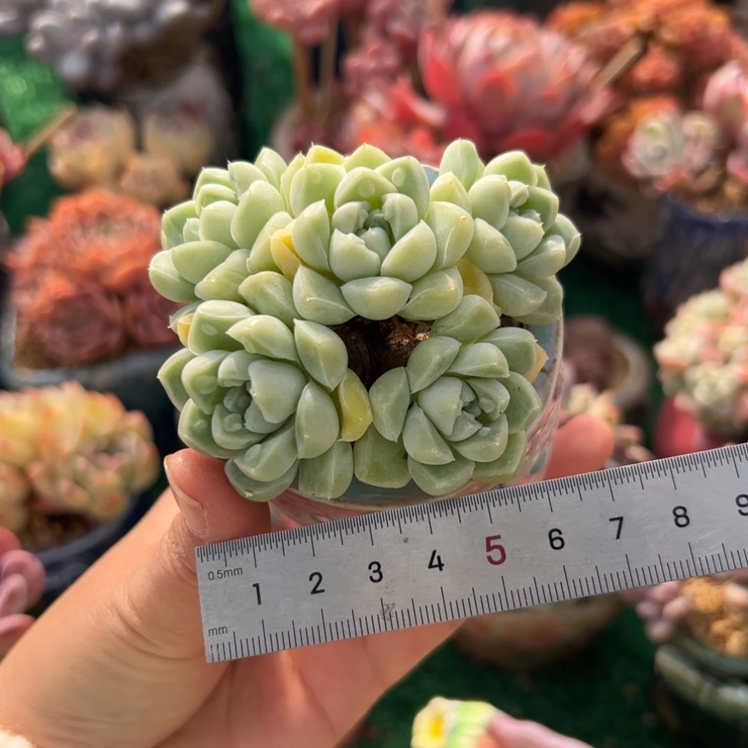 A****）291 多肉植物组合盆栽