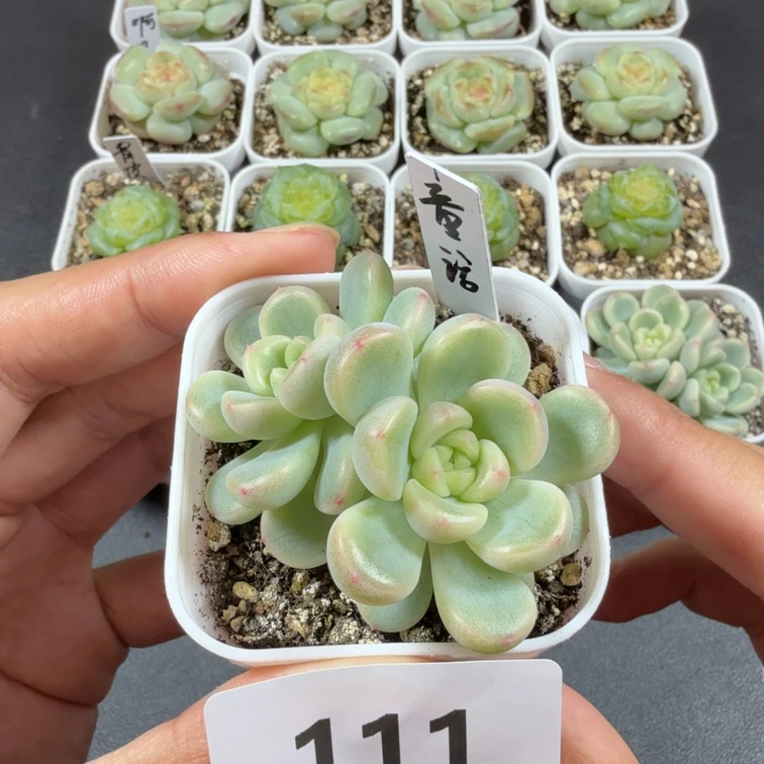 童话双头一物一拍111