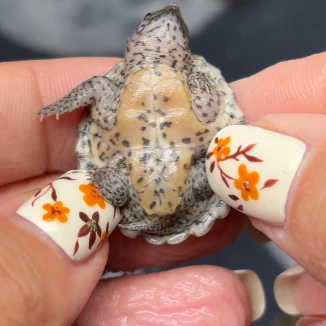 不分公母剃刀龟全品黑刀