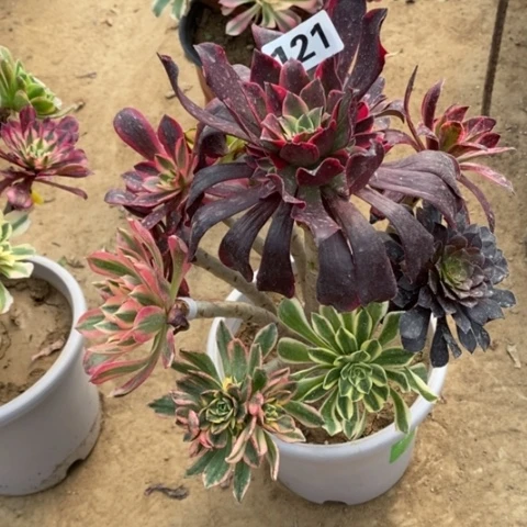 121嫁接多品种多肉法师