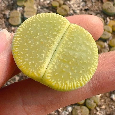 【闪购商品】25842，3公分