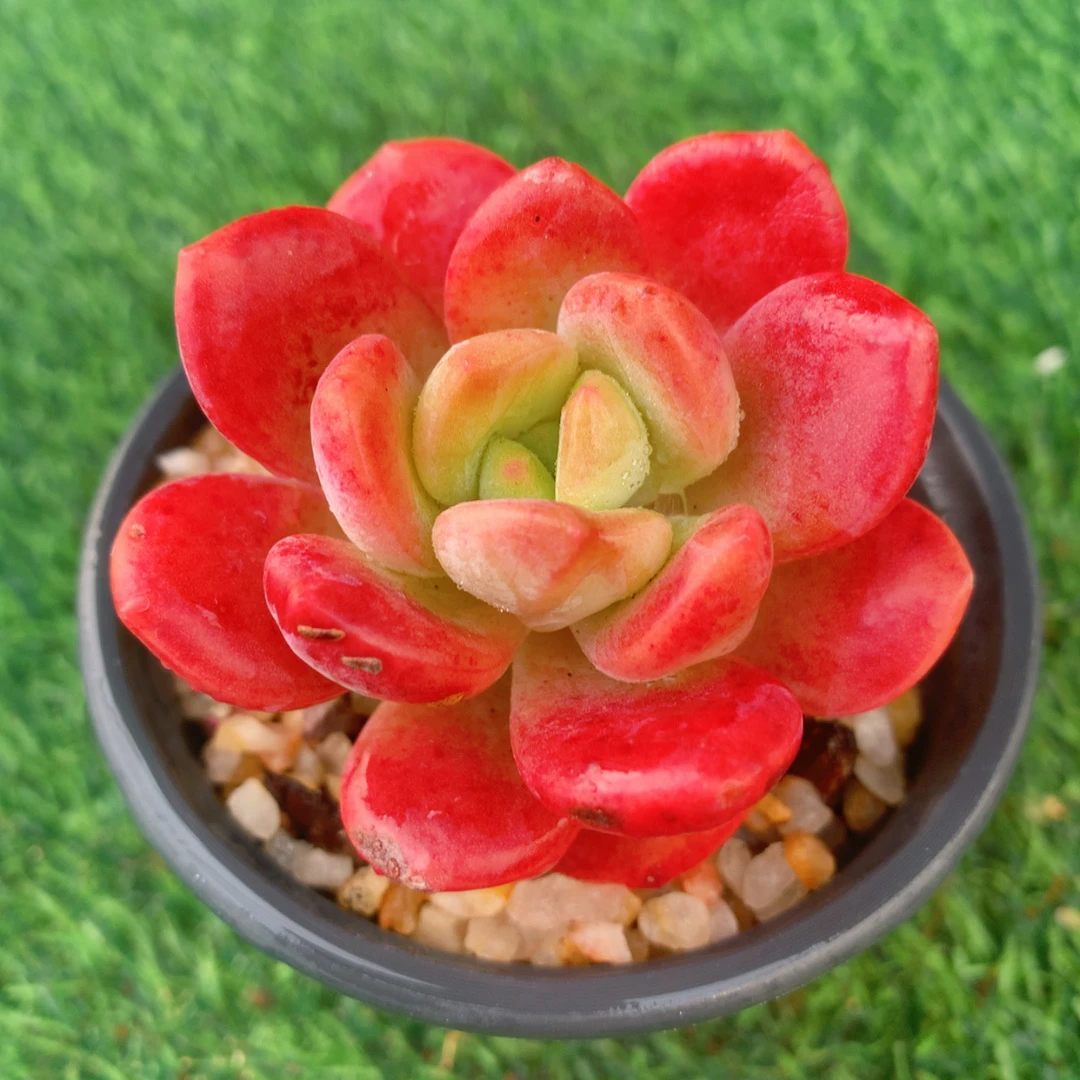 拉萨单头5-8CM【花界草堂】精品多肉阳台盆栽新手易养一单包邮