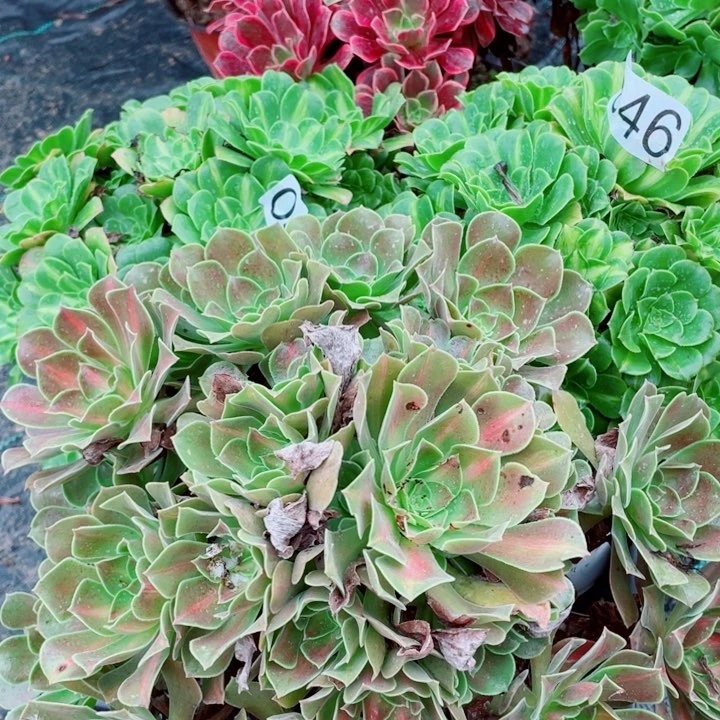 多肉植物组合046