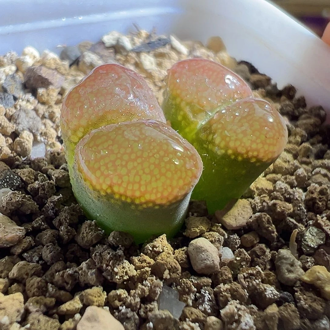 炸福利。              ^ _ ^