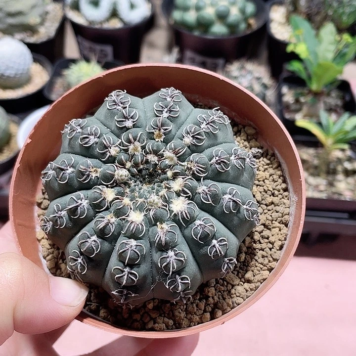 405猫爪瑞昌玉仙人球