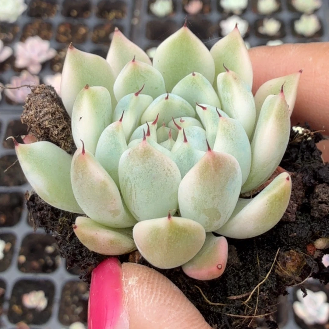 妲己锦腹轮锦一刻的