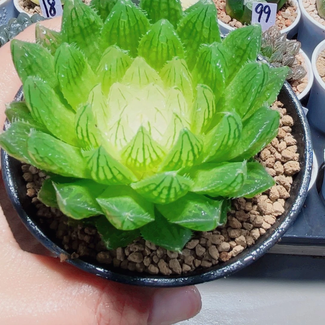 白莲花多肉植物6666