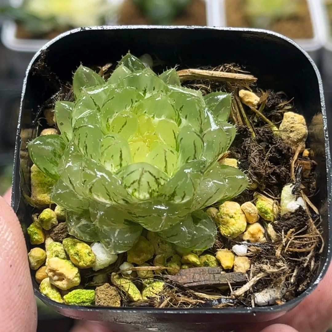 110大窗翠云玉露锦