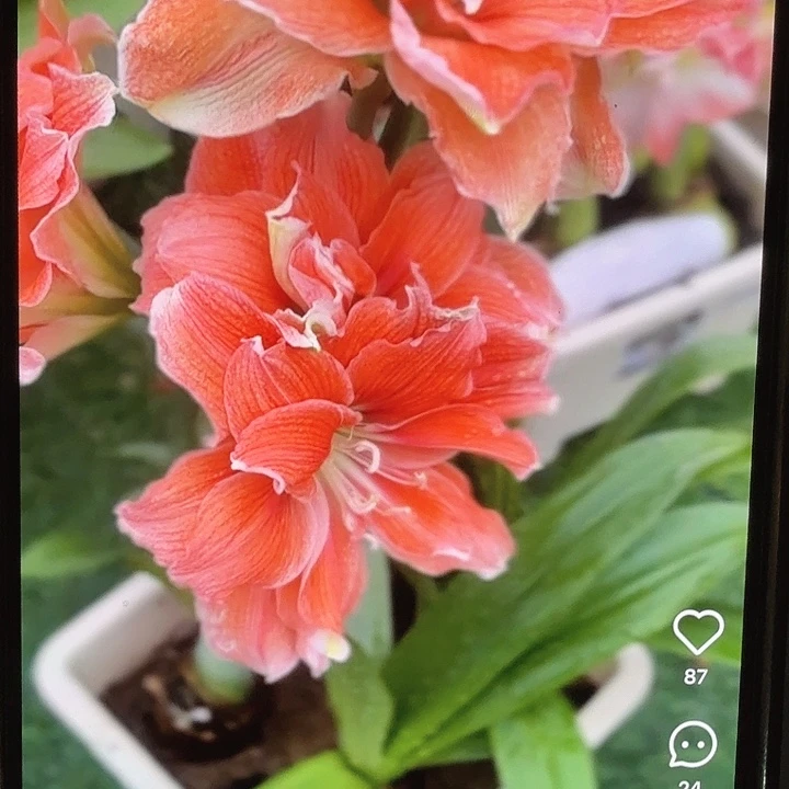 珊瑚之星直径7厘米进口球